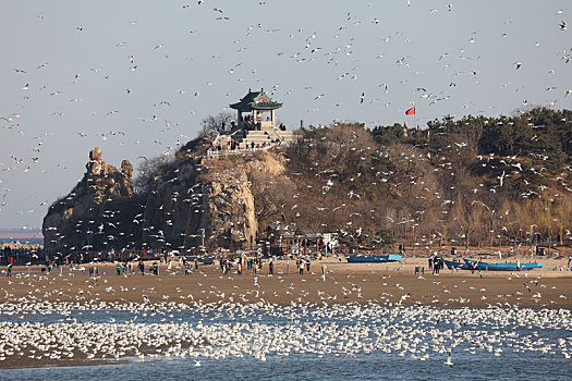 海鸥,候鸟,集中,大量,密集,成群结队,庞大,迁徙,北戴河,湿地,栖息,密密麻麻,保护,沙滩,海滩,背景,轮廓,线条