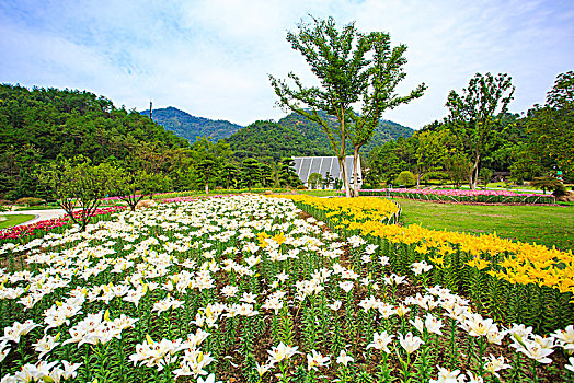 郁金香,花,花园,山谷,春色