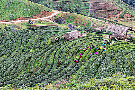 女人,山,部落,挑选,茶叶,清迈,泰国