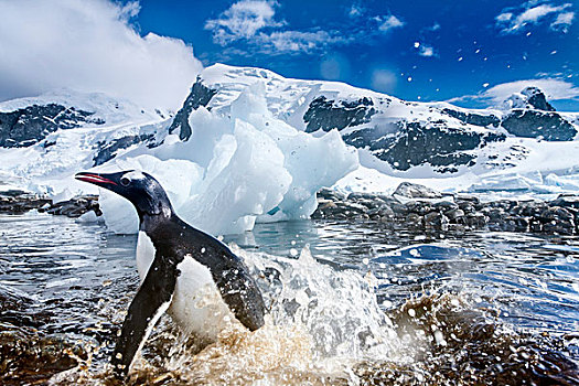 南极,巴布亚企鹅,海岸线