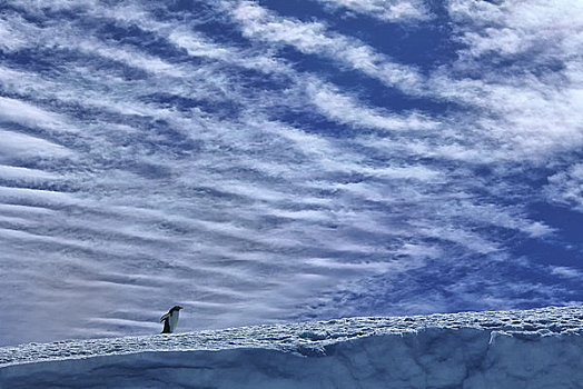 南极,南,奥克尼群岛,岛屿,巴布亚企鹅,走,云,背景