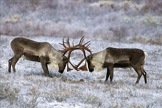 两个,北美驯鹿,雄性动物,苔原,靠近,凶猛,河,德纳里峰国家公园,阿拉斯加,秋天