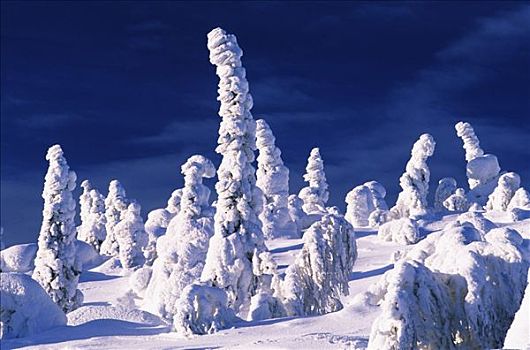 树,积雪,芬兰,欧洲