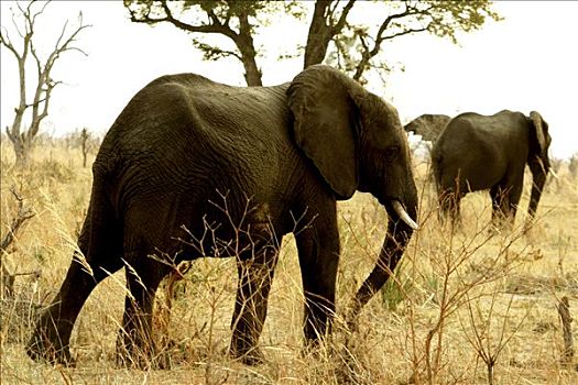 两个,非洲象,走,树林,万基国家公园,津巴布韦