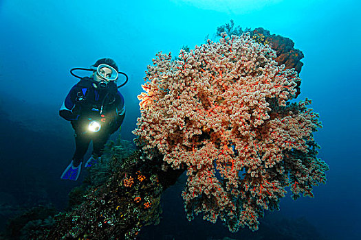 软,珊瑚,自由,残骸,跳水,图兰奔,巴厘岛,印度尼西亚,印度洋,海洋