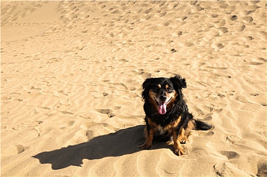 沙丘,沙滩,纹理,狗