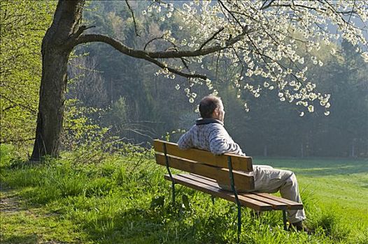 男人,坐,长椅,下面,花,果树,下奥地利州,奥地利,欧洲