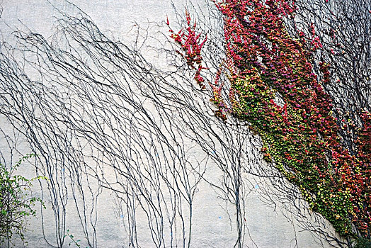 卷须,枝条,藤,植物,缝隙,墙壁,彩色,秋叶