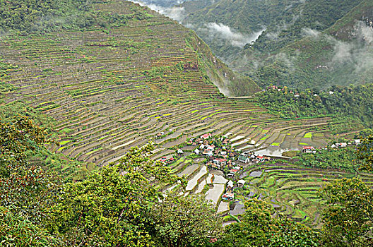 菲律宾,吕宋岛,靠近,巴纳韦,梯田,稻田