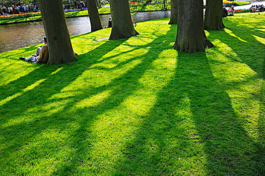 草坪,库肯霍夫花园,阿姆斯特丹,荷兰