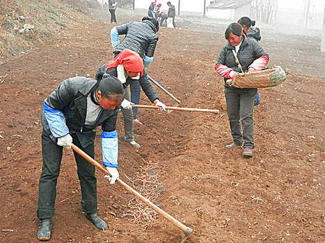 希望的田野,希望,田野,田园,村民,种植,鱼腥草,折耳根,侧耳根,中药材,蔬菜,野菜,绿色食品,养生保健