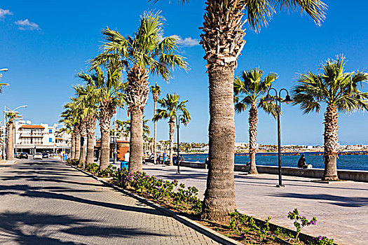 棕榈树,散步场所,帕福斯,塞浦路斯