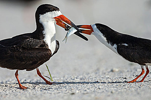 黑色,漏勺,防护,黑剪嘴鸥,墨西哥湾,佛罗里达