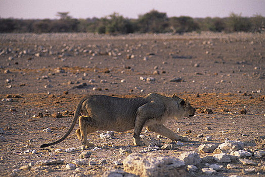 非洲,纳米比亚,埃托沙国家公园,狮子,尾随,靠近,水坑