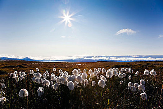 草,斯瓦尔巴特群岛,斯匹次卑尔根岛,挪威