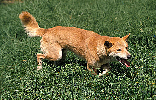 澳洲野狗,狗,成年,草丛,澳大利亚