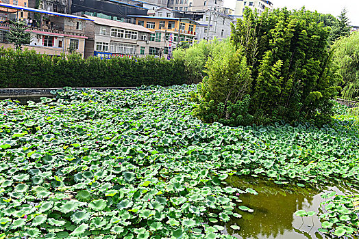 荷花池荷叶