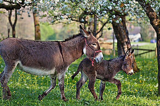 驴,母亲,小马,果园,巴伐利亚,德国