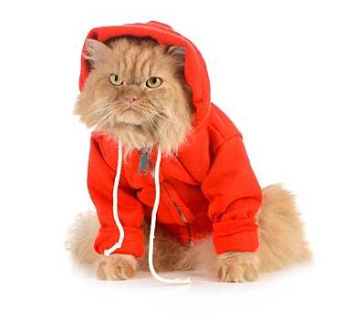 猫,穿,外套