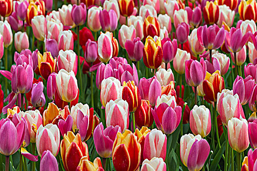 特写,彩色,多彩,郁金香,春天,库肯霍夫花园,荷兰南部,荷兰