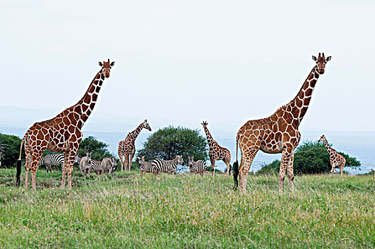 网纹长颈鹿,长颈鹿,群,研究中心,肯尼亚