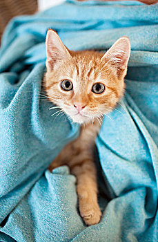 橙色,斑猫,小猫,毯子