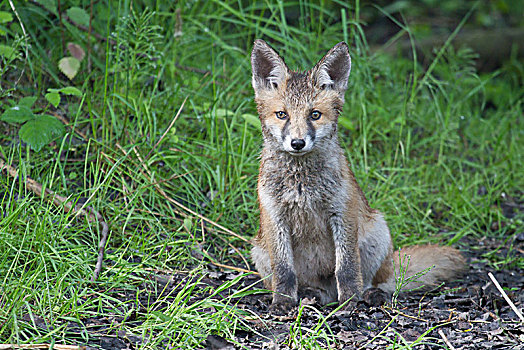 红狐,狐属,幼仔,北方,黑森州,德国,欧洲
