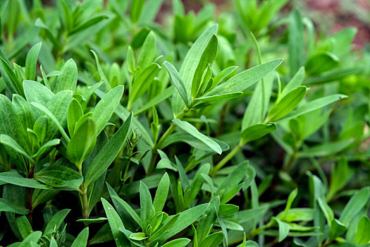 备受胶东人喜爱的珍馐野菜山苜楂