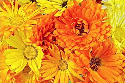 金盏花,花,黄色,橙色,花束