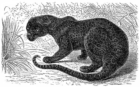 历史,黑豹,豹,19世纪