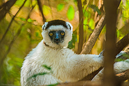 madagascar马达加斯加狐猴lemur