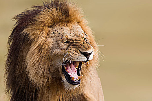 男性,头像,狮子,马赛马拉国家保护区,肯尼亚,非洲