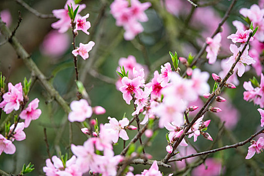 春天里开的桃花