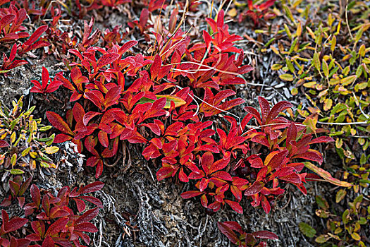 秋天,彩色,高山,山,熊莓,峡湾,枝条,东北方,格陵兰,国家公园,北美