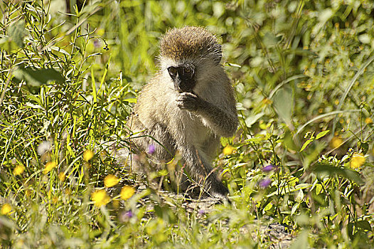 绿色,猴子,绿猴,纳库鲁湖国家公园,肯尼亚