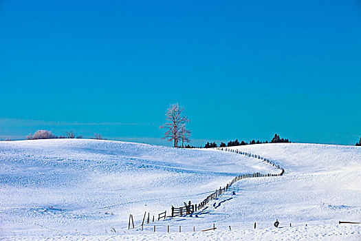 积雪,土地,蓝天,艾伯塔省,加拿大