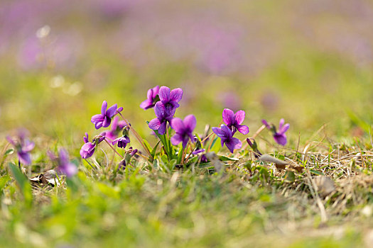 春季野花紫花地丁