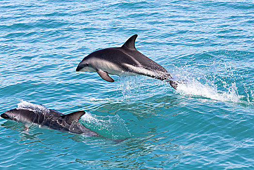 海豚,跳跃,室外,水,坎特伯雷地区,新西兰,大洋洲