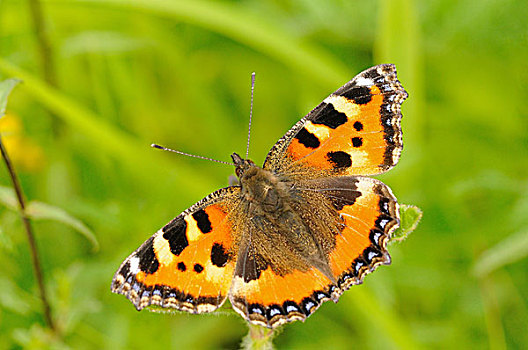 小,荨麻蛱蝶,北莱茵威斯特伐利亚,德国,欧洲