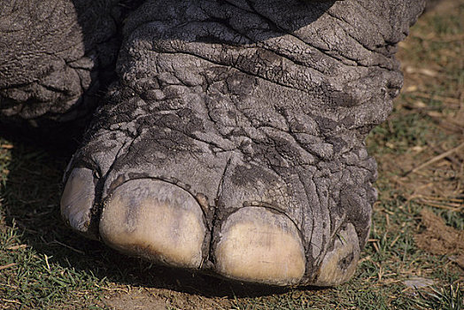 印度,阿萨姆邦,省,卡齐兰加国家公园,特写,大象,脚,脚趾