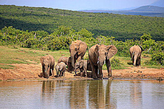 非洲象,牧群,小动物,水坑,阿多大象国家公园,东开普省