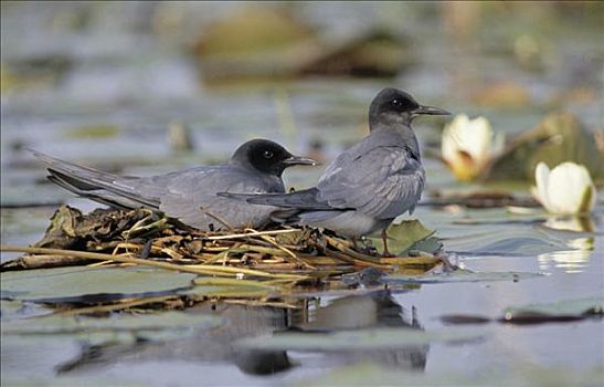 黑燕鸥,黑浮鸥,一对,婚羽,漂浮,窝,湿地,荷花,欧洲
