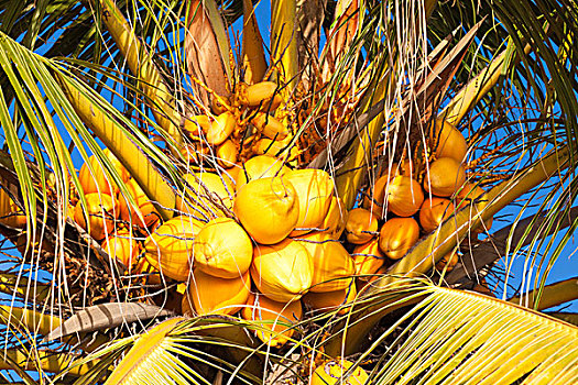 椰树,拉迪戈岛,塞舌尔