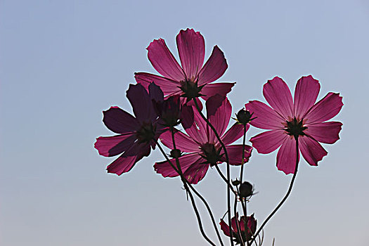 格桑花开