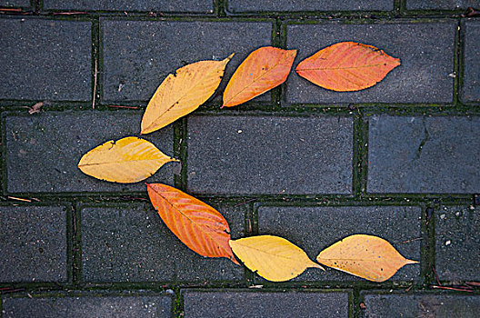 黄色的落叶在地面拼出形状