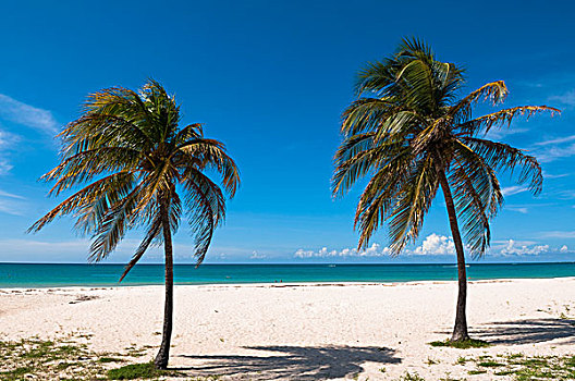 棕榈树,海洋,棕榈海滩,阿鲁巴,小安的列斯群岛,加勒比