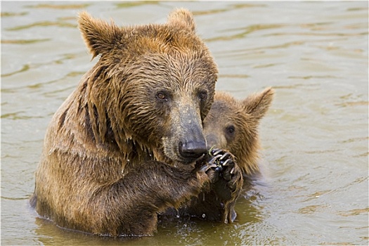 熊,幼兽,喂食