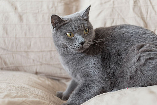 一只可爱的灰色短毛蓝猫在沙发上