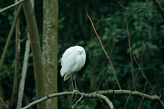 白鹭水鸟