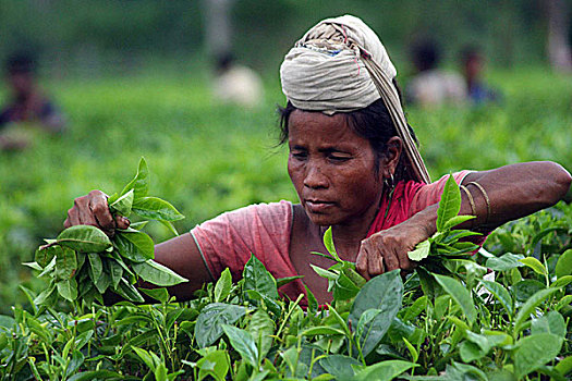 女人,挑选,茶叶,种植园,阿萨姆邦,印度,一个,茶,产生,乡野,世界,十月,2009年